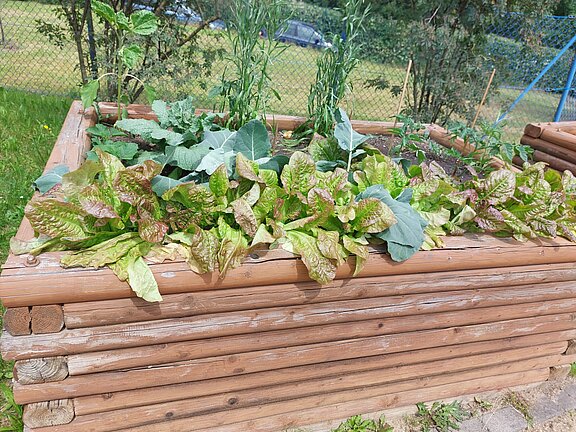 ASB_Löbau_SPH_Haus_am_Rosengarten_Nutzergarten_Hochbeete_3.jpg 
