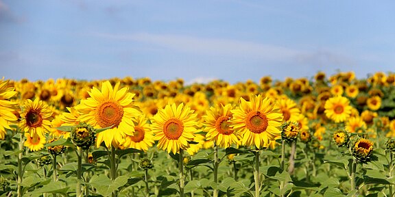 IMG_0379.JPG 