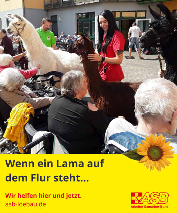 2025-09-22_Lamas_im_PH_OC.png 